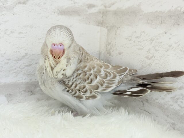 ジャンボセキセイインコ