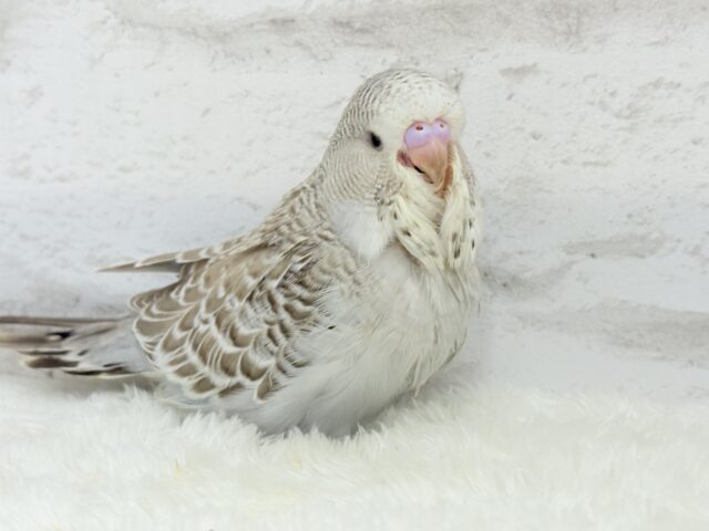 ジャンボセキセイインコ