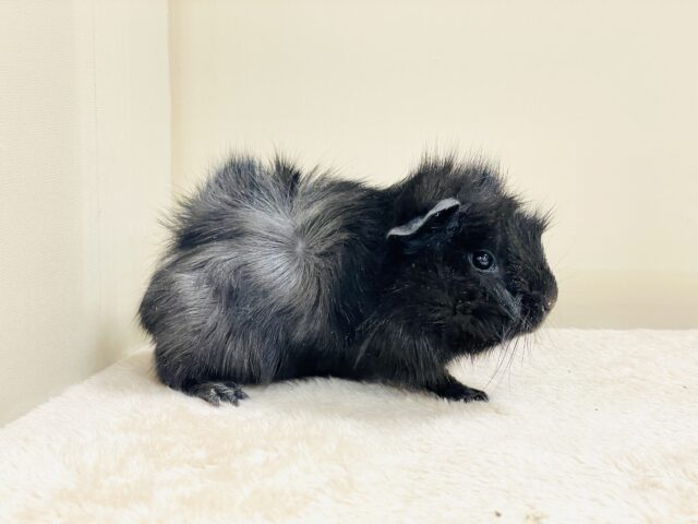 クールなカラー😎黒モルちゃん登場🖤アビシニアンモルモット（男の子）