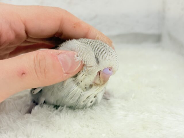 ジャンボセキセイインコ