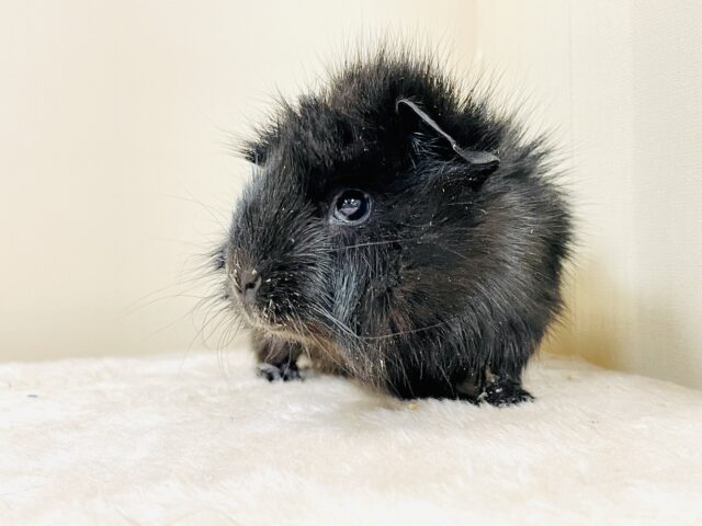 アビシニアンモルモット