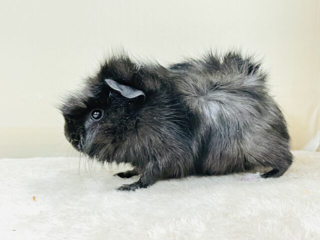 アビシニアンモルモット