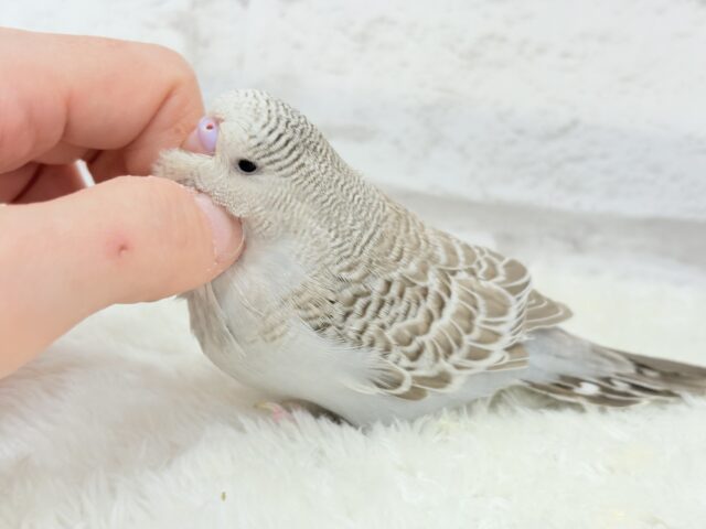 ジャンボセキセイインコ