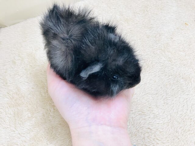 アビシニアンモルモット