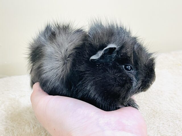 アビシニアンモルモット