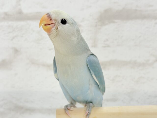 最新画像更新🪄】わた毛の妖精🧚‍♀️コザクラインコ(ダークアクア