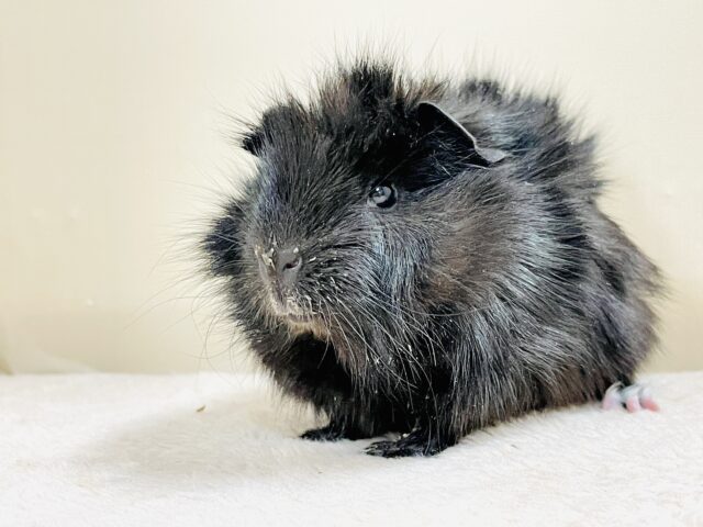 アビシニアンモルモット