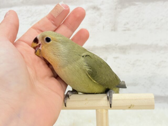 コザクラインコ（小桜インコ）