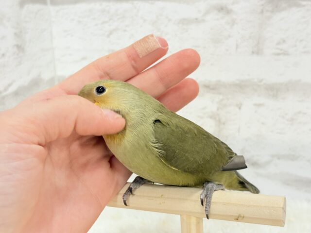 コザクラインコ（小桜インコ）