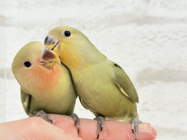 コザクラインコ（小桜インコ）
