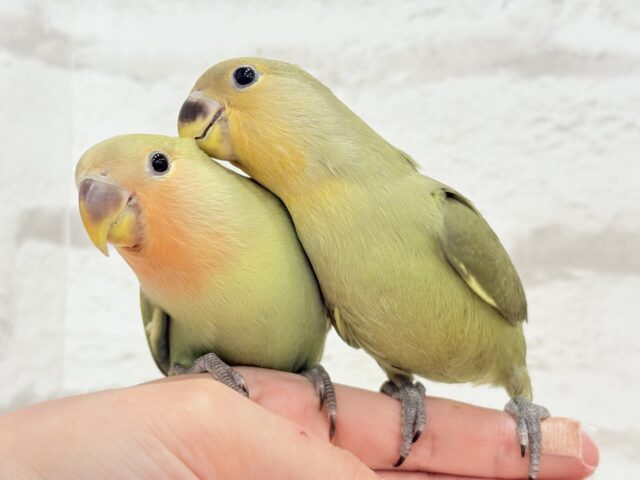 コザクラインコ（小桜インコ）