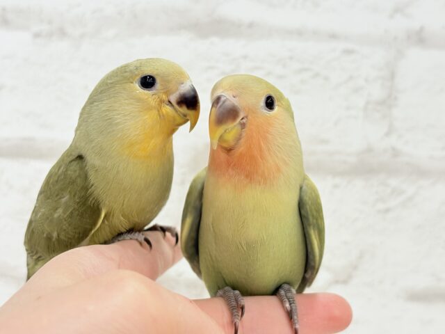 【最新画像更新🪄ひとり餌になりました☆】ふんわり優しい抹茶ちゃん🍵🍡コザクラインコ(オリーブ) ヒナ コザクラインコ(小桜インコ)