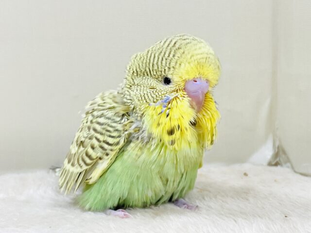 もふもふにっこり😊ゴキゲンなジャンボセキセイインコちゃん(ヒナ) ジャンボセキセイインコ