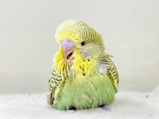 もふもふにっこり😊ゴキゲンなジャンボセキセイインコちゃん（ヒナ）