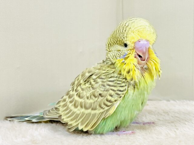 もふもふにっこり😊ゴキゲンなジャンボセキセイインコちゃん(ヒナ) ジャンボセキセイインコ