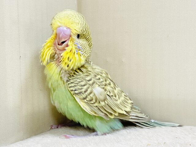 もふもふにっこり😊ゴキゲンなジャンボセキセイインコちゃん(ヒナ) ジャンボセキセイインコ