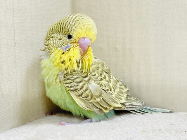 もふもふにっこり😊ゴキゲンなジャンボセキセイインコちゃん(ヒナ) ジャンボセキセイインコ