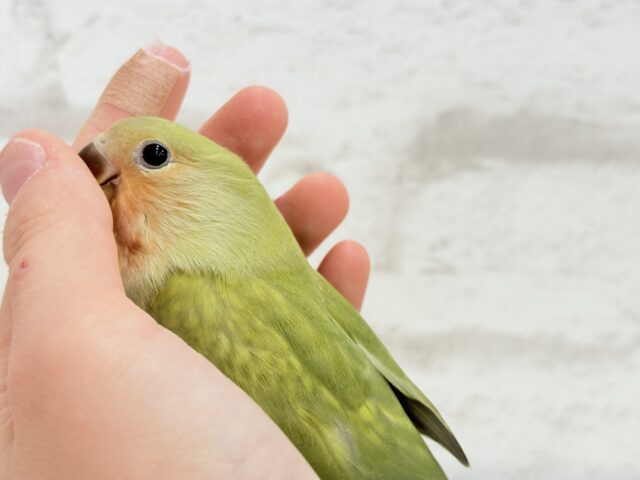 コザクラインコ（小桜インコ）