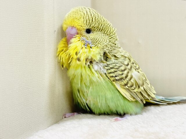 もふもふにっこり😊ゴキゲンなジャンボセキセイインコちゃん(ヒナ) ジャンボセキセイインコ