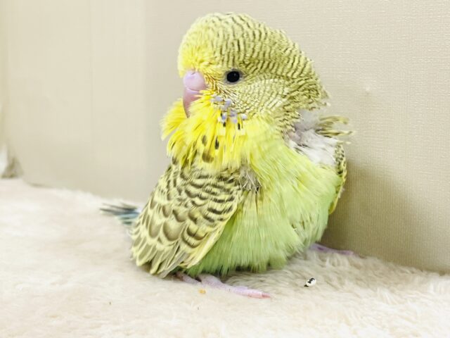 もふもふにっこり😊ゴキゲンなジャンボセキセイインコちゃん(ヒナ) ジャンボセキセイインコ