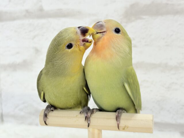 コザクラインコ（小桜インコ）