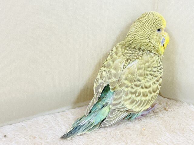 もふもふにっこり😊ゴキゲンなジャンボセキセイインコちゃん(ヒナ) ジャンボセキセイインコ