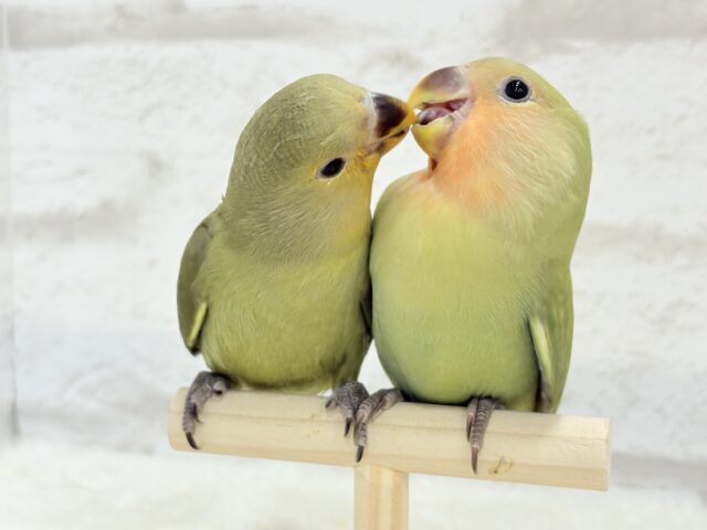 コザクラインコ（小桜インコ）