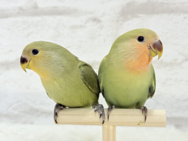 コザクラインコ（小桜インコ）