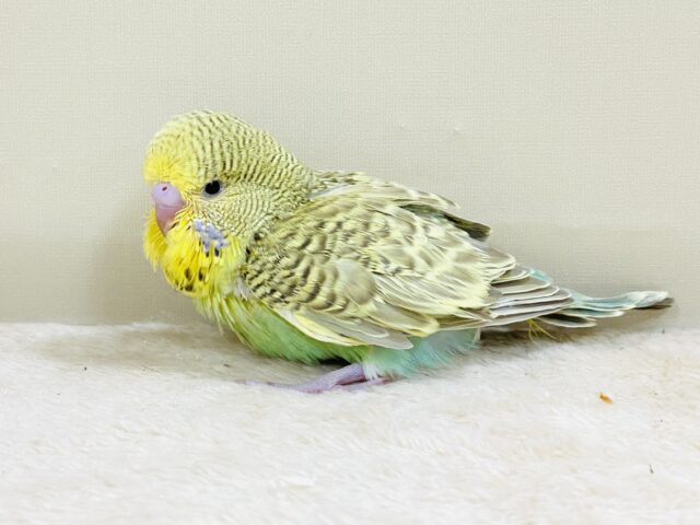 もふもふにっこり😊ゴキゲンなジャンボセキセイインコちゃん(ヒナ) ジャンボセキセイインコ