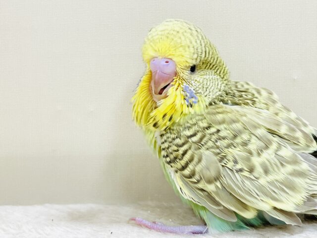 もふもふにっこり😊ゴキゲンなジャンボセキセイインコちゃん(ヒナ) ジャンボセキセイインコ