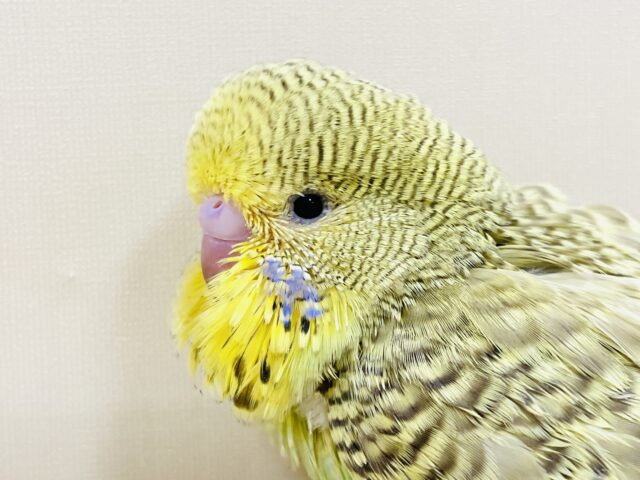 もふもふにっこり😊ゴキゲンなジャンボセキセイインコちゃん(ヒナ) ジャンボセキセイインコ
