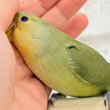 【最新画像更新🪄ひとり餌‪になりました☆】ふんわり優しい抹茶ちゃん🍵🍡コザクラインコ(オリーブ) ヒナ