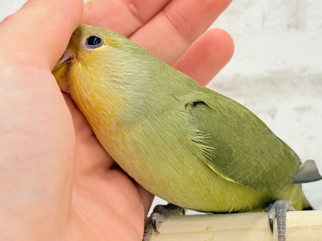 【最新画像更新🪄ひとり餌になりました☆】ふんわり優しい抹茶ちゃん🍵🍡コザクラインコ(オリーブ) ヒナ 【最新画像更新🪄ひとり餌になりました☆】ふんわり優しい抹茶ちゃん🍵🍡コザクラインコ(オリーブ) ヒナ