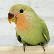 【最新画像更新🪄ひとり餌になりました‪☆】おめめきらきらよもぎちゃん🍡🍵コザクラインコ(シナモン) ヒナ