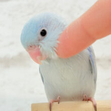 【最新画像更新🪄もうすぐひとり餌‪☆】アイスブルーの輝き🐣❄️マメルリハ(アメリカンホワイト) ヒナ 男の子