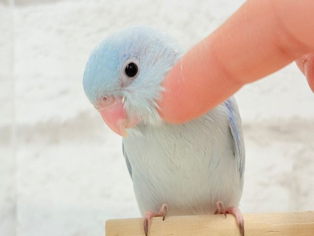 【最新画像更新🪄もうすぐひとり餌☆】アイスブルーの輝き🐣❄️マメルリハ(アメリカンホワイト) ヒナ 男の子 【最新画像更新🪄もうすぐひとり餌☆】アイスブルーの輝き🐣❄️マメルリハ(アメリカンホワイト) ヒナ 男の子