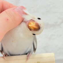 【最新画像更新🪄】藤色の優しい世界🐣🪻コザクラインコ(バイオレットシナモン) ヒナ