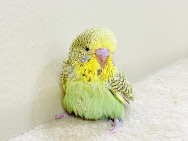 もふもふにっこり😊ゴキゲンなジャンボセキセイインコちゃん(ヒナ) ジャンボセキセイインコ