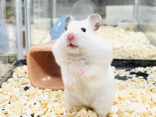 ほっぺパンパン!食いしん坊ハムちゃん🐹カラーハムスター(女の子) ゴールデンハムスター