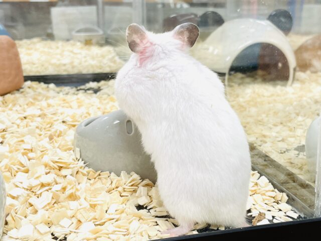 ほっぺパンパン!食いしん坊ハムちゃん🐹カラーハムスター(女の子) ゴールデンハムスター