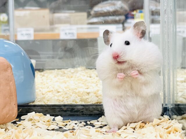 ほっぺパンパン!食いしん坊ハムちゃん🐹カラーハムスター(女の子) ゴールデンハムスター