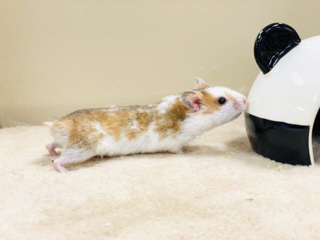 まだら模様が可愛いハムちゃん🐹✨カラーハムスター(男の子) ゴールデンハムスター