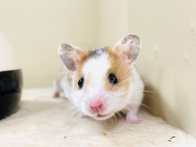 まだら模様が可愛いハムちゃん🐹✨カラーハムスター(男の子) ゴールデンハムスター