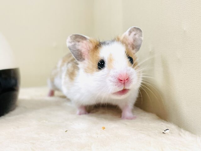 まだら模様が可愛いハムちゃん🐹✨カラーハムスター（男の子）