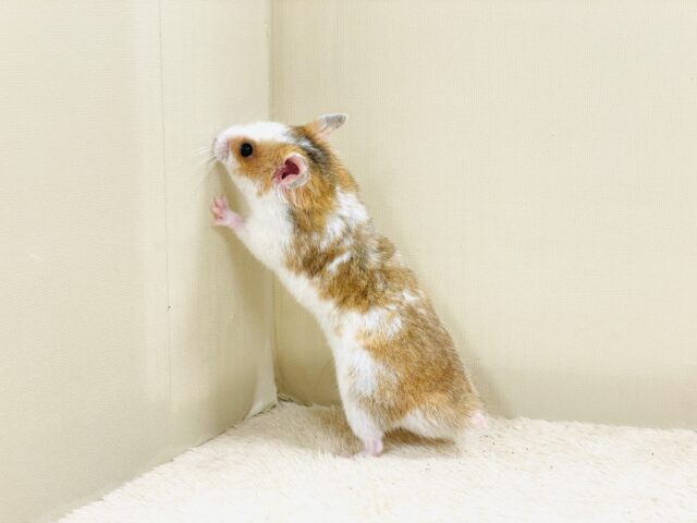 まだら模様が可愛いハムちゃん🐹✨カラーハムスター(男の子) ゴールデンハムスター