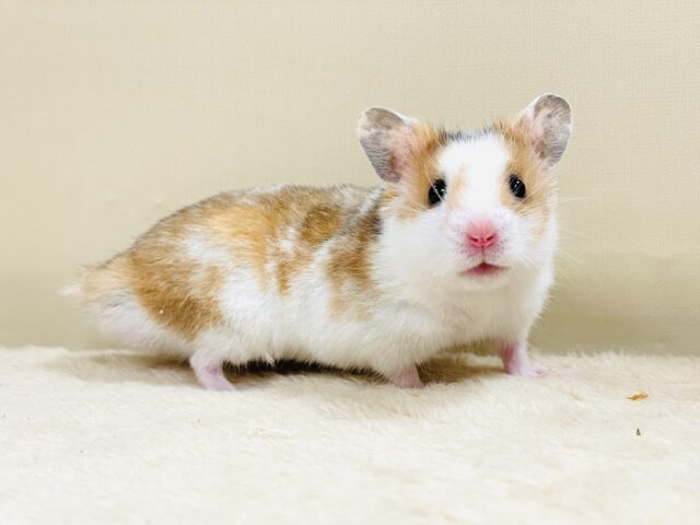 まだら模様が可愛いハムちゃん🐹✨カラーハムスター(男の子) ゴールデンハムスター