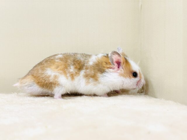 まだら模様が可愛いハムちゃん🐹✨カラーハムスター(男の子) ゴールデンハムスター