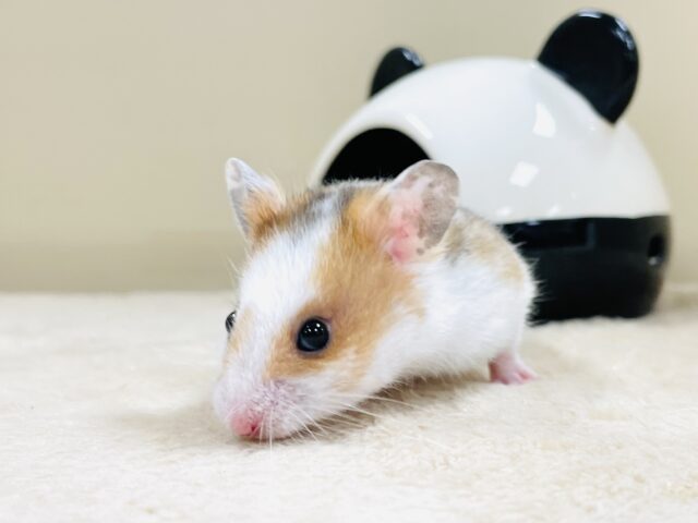 まだら模様が可愛いハムちゃん🐹✨カラーハムスター(男の子) ゴールデンハムスター