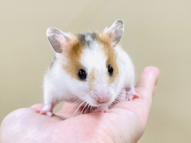 まだら模様が可愛いハムちゃん🐹✨カラーハムスター(男の子) ゴールデンハムスター