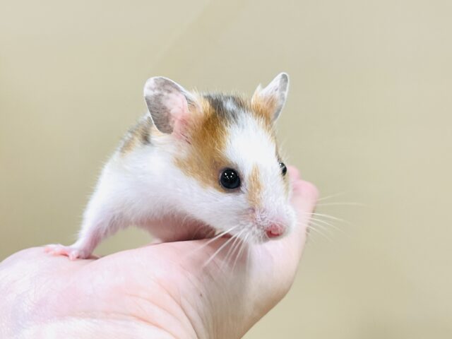まだら模様が可愛いハムちゃん🐹✨カラーハムスター(男の子) ゴールデンハムスター